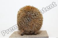 Hedgehog - Erinaceus europaeus 0007